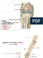 Knee Joint - Femur Patella Fibula Tibia