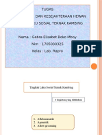 TINGKAH LAKU SOSIAL KAMBING GEBRA ELISABET BOKO MBOY.pptx