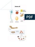 K00429_20180831105516_cell and tissue