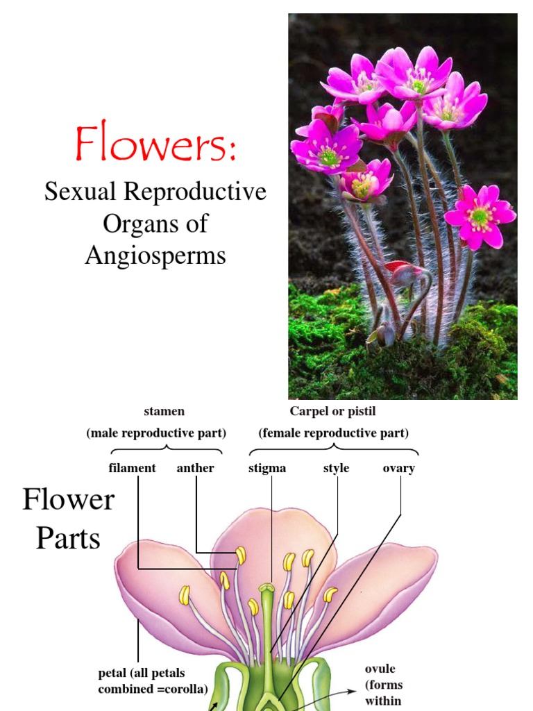 Flowers Sexual Reproductive Organs of Angiosperms PDF Fruit