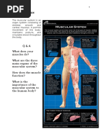 K00429_20180831110050_MUSCULAR SYSTEM