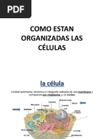 S2 Organizacion Celular