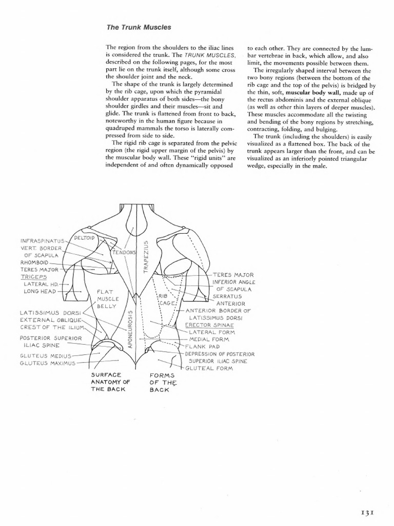 Músculos Del Torso. Eliot Goldfinger. Human Anatomy For Artists PDF