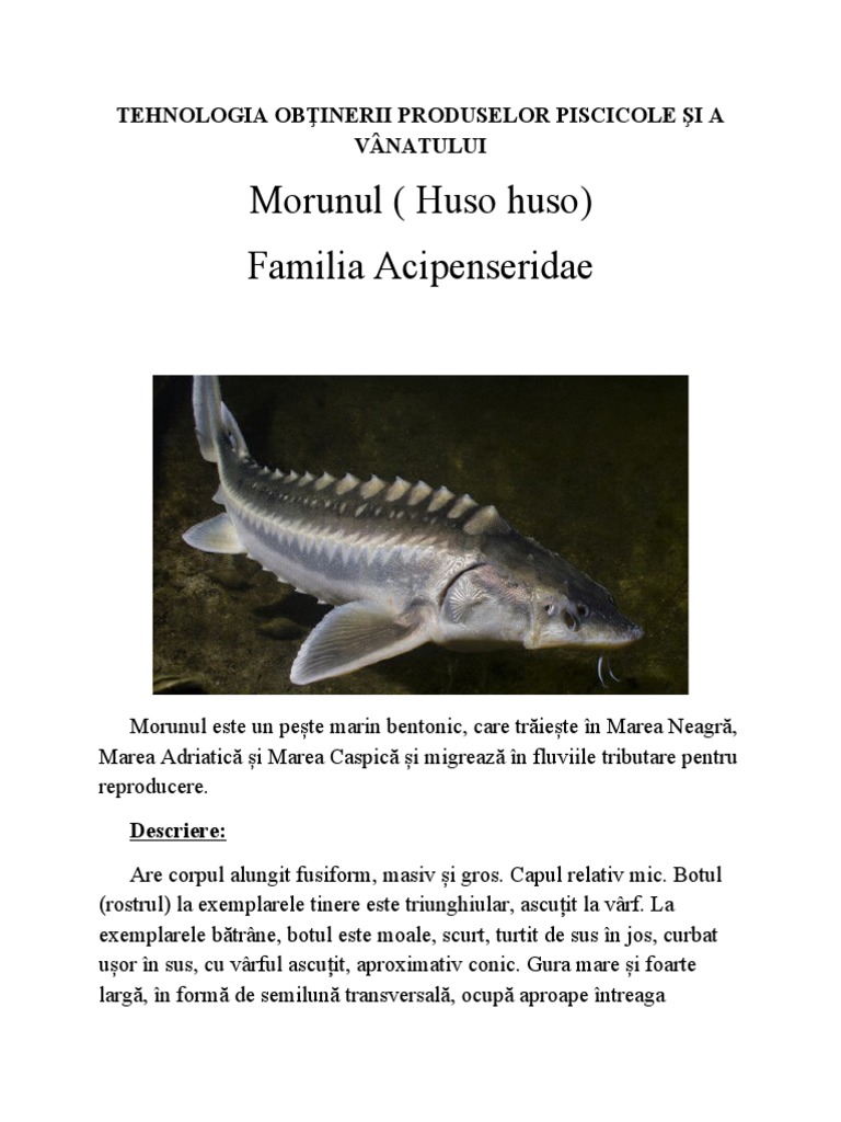 Pesti | PDF