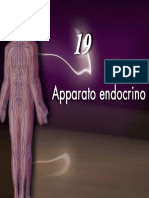 Apparato Endocrino1 - 5martini