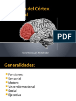 cortex prefrontal.pptx