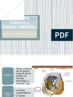 Anatomía Cabeza y Cuello UNGUIS