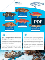 (Epinephelidae) : Species & Distribution Habitats & Feeding