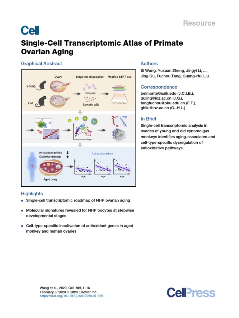 Single-Cell Transcriptomic Atlas of Primate Ovarian Aging: Resource ...