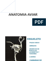 Anatomia Aviar PDF