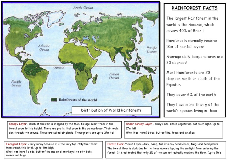Rainforest Facts: Under Canopy Layer Canopy Layer | PDF | Rainforest ...