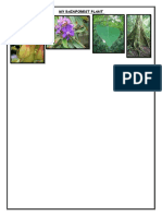 Lesson-3-My-Rainforest-Plant-instuction-sheet