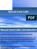 Neural Crest Cells: Lee Kui Soon