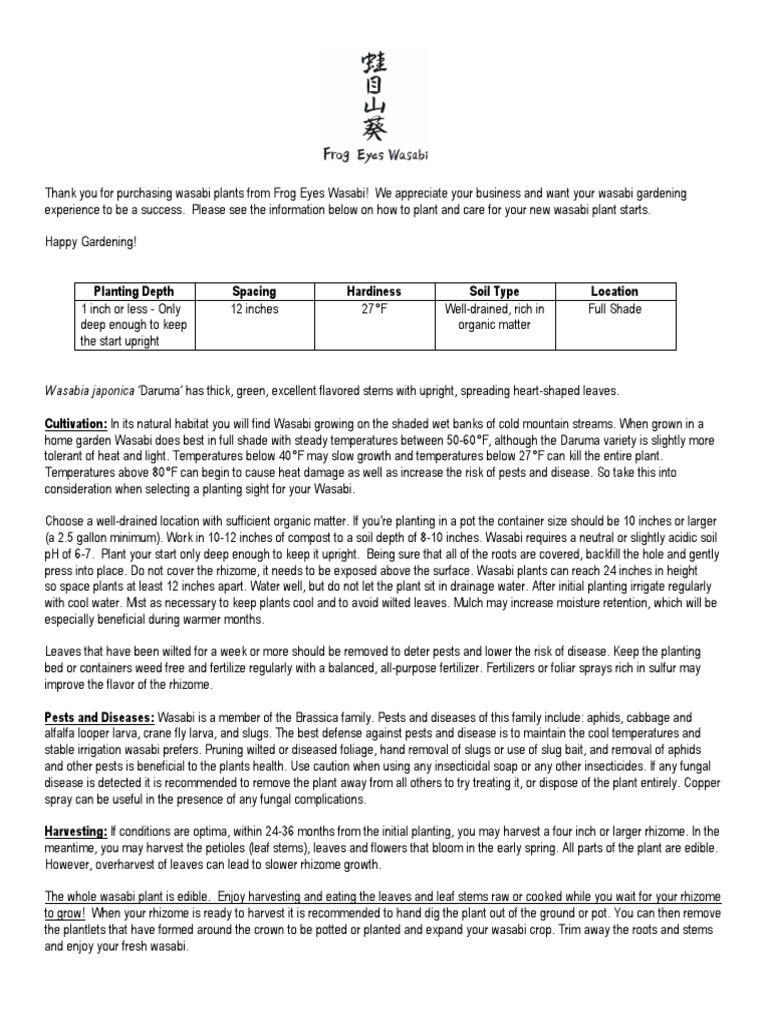 Wasabia Japonica Daruma' Has Thick, Green, Excellent Flavored Stems