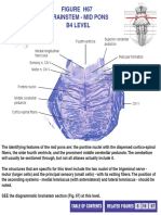 Figure H67 Brainstem Mid Pons B4 Level