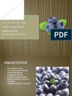 Cultivo de Arandano (Metodos de Propagacion) PDF