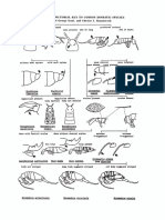 DOCUMENT.46 - Common Domestic Collembola Species Diagram