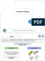 Clases de Celulas