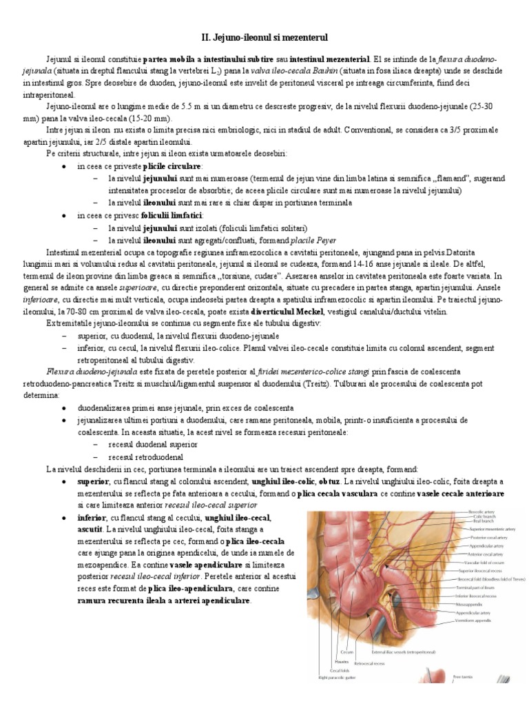 II. 19-20. Jejuno-Ileonul Si Mezenterul | PDF