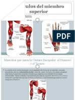 Musculos del hombro