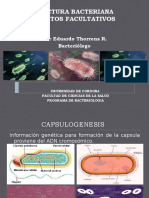 3 Estructura Bacteriana Elementos Facultativos