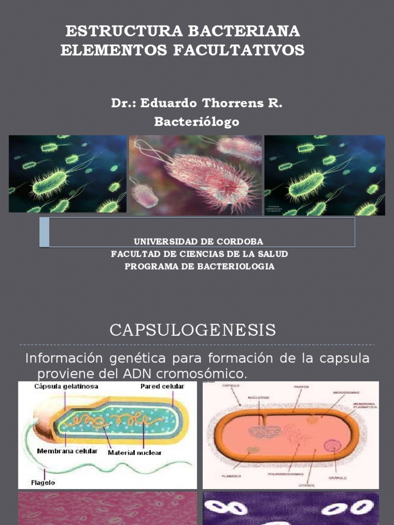 Estructura y Funciones de Bacterias | PDF