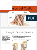 Triangulos del Cuello.pptx