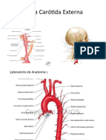Arteria Carótida Externa: Estructura, Ramos y Relaciones