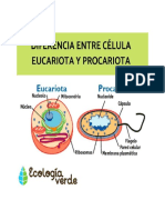 Diferencia Entre Celular Eucariota y Procariota