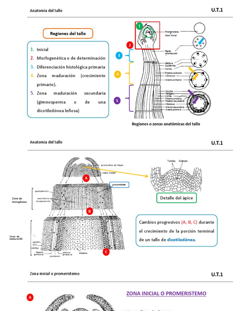 Anatomía del Tallo: Estructuras y Funciones | PDF | Tallo de la planta