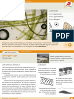 005 Spirogyra SPP PDF