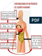 Mapa Conceptual Digestión PDF