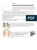 Cómo Evolucionaron Los Seres Humanos PDF