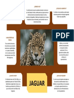 Jaguar: características, hábitat y estado de conservación