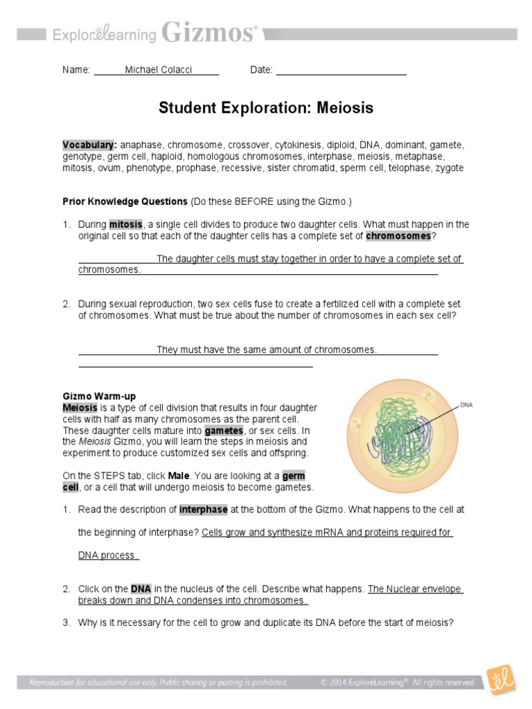 Hw 2 Meiosis Mitosis