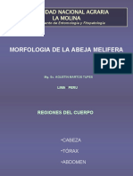 5_MORFOLOGIA DE LA ABEJA MELIFERA