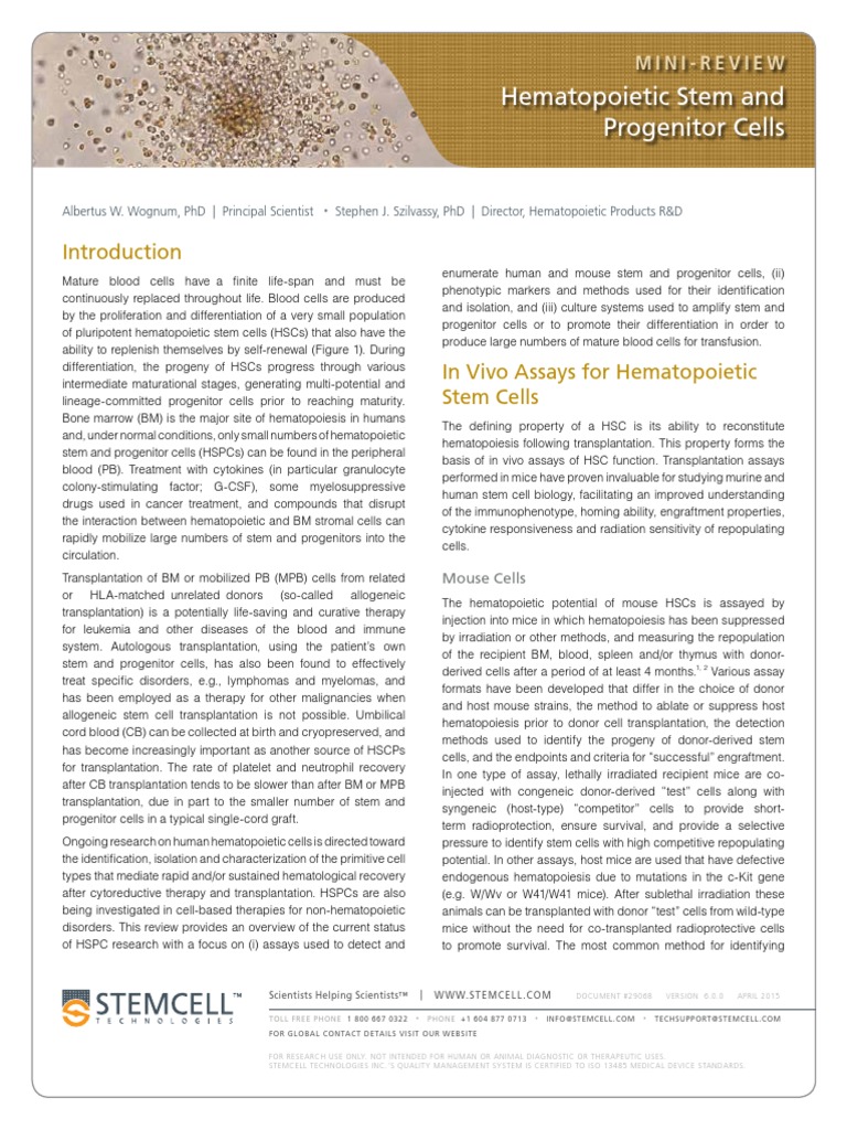Hematopoietic Stem and ProgenitorCells | PDF | Hematopoietic Stem Cell ...
