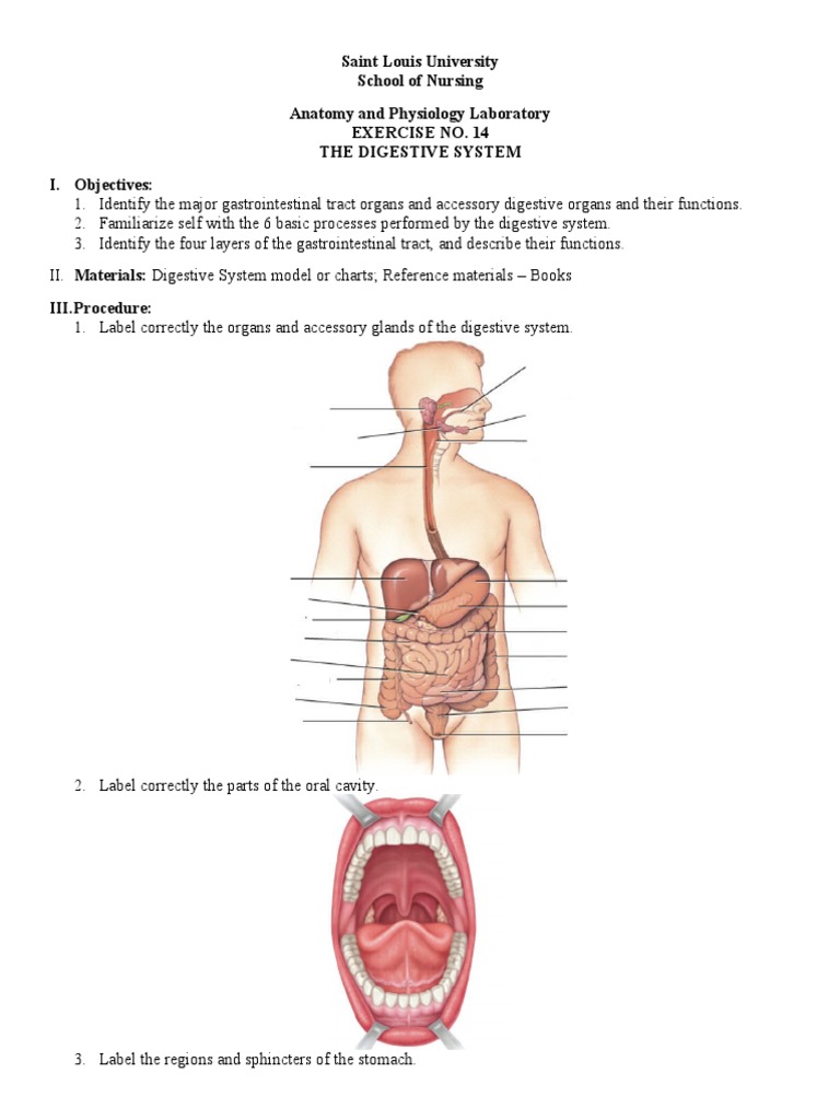 Digestive System Anatomy Lab Exercise | PDF