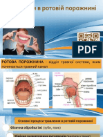02. Ротова порожнина