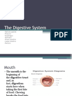 The Digestive System: - Salivary Glands - Pharynx - Esophagus - Stomach - Small Intestine - Large Intestine - Rectum