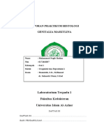 Laporan Praktikum Histologi Genitalia Masculina
