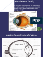 analizatorul vizual (3)