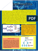 Sebastian Jimenez - Web Quest - Genetica