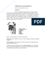 4.patologie Faringiana Si A Cavitatii Bucale