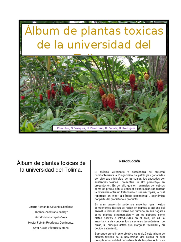 Álbum de Plantas Toxicas de La Universidad Del Tolima. Final | PDF | Plantas  | Enfermedades de las plantas, image size:768x1024