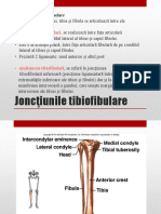 Articulatiile Piciorului