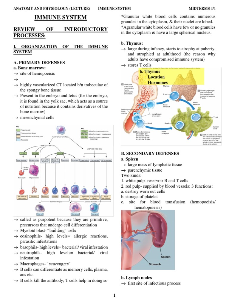 Immune System: Review OF Introductory Processes | PDF | White Blood ...