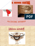 Sistemul Nervos. Alcatire Interna