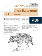Are Wolves Dangerous To Humans?