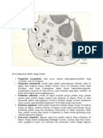 Proses Fagositosis